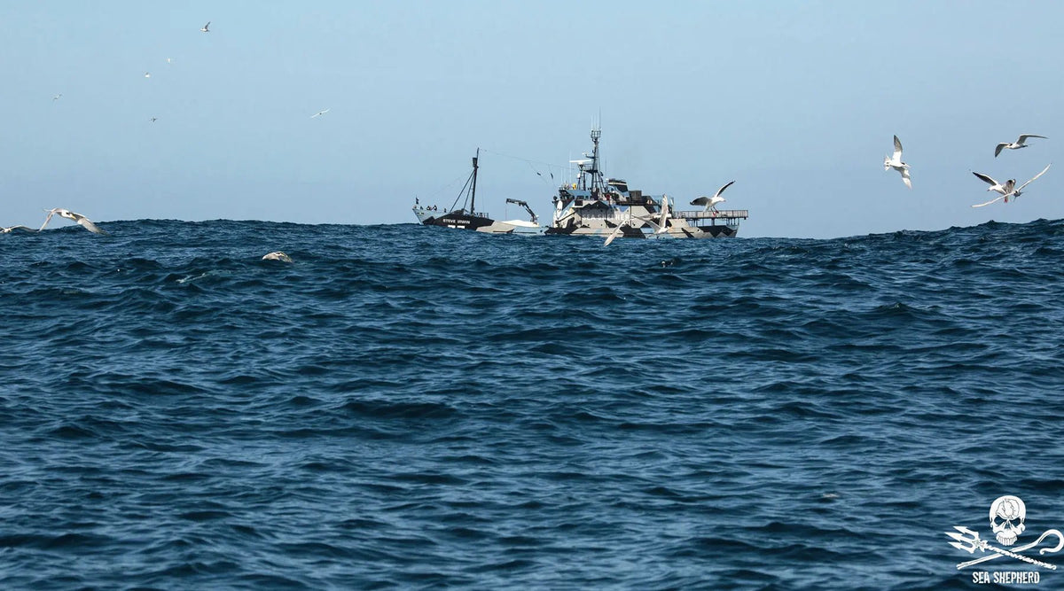 Catch me by the sea – Celebrating one whole year of supporting Sea Shepherd! - www.indieandharper.com