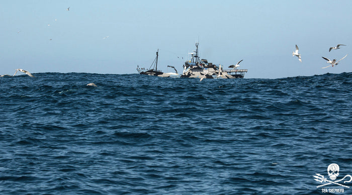 Catch me by the sea – Celebrating one whole year of supporting Sea Shepherd! - www.indieandharper.com