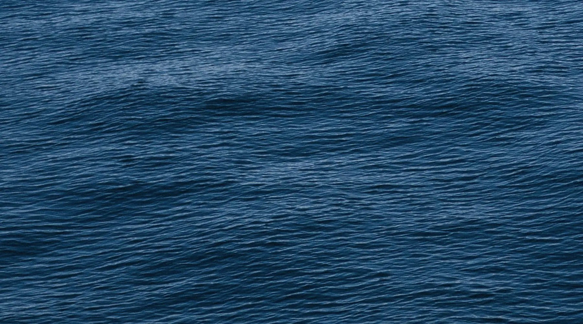 Celebrating 2 Years with Sea Shepherd - www.indieandharper.com