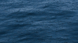 Celebrating 2 Years with Sea Shepherd