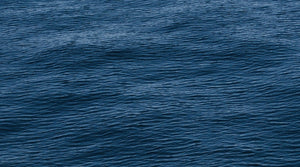 Celebrating 2 Years with Sea Shepherd