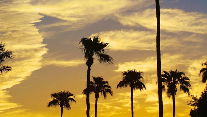 10 Festival Survival Tips - www.indieandharper.com